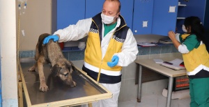 Covid-19 can dostları da olumsuz etkiledi