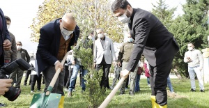 Kağıthane’de her köşebaşına ağaç