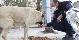 Sokak Hayvanlarına Destek