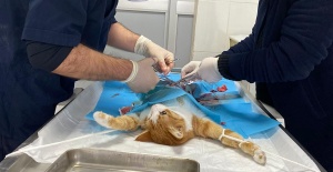 SOKAKTA DOĞUM YAPMAKTA GÜÇLÜK ÇEKEN KEDİNİN YARDIMINA EKİPLER KOŞTU