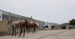 İBB, atları teslim etti