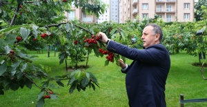 Kirazlar filyasyon ekipleri için toplandı