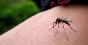 Zika virüsü nedir?