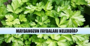 Maydanozun faydaları nelerdir?
