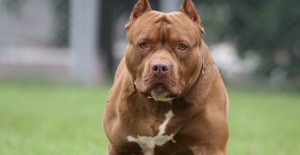 Tehlikeli köpek ırkı sahiplerine son tarih verildi