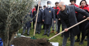 Çanakkale’den gelen toprakla zeytin ağacı dikildi