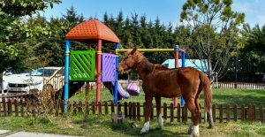 Ölüme Terk Edilen Atı Belediye Kurtardı