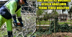 TEKE BÖCEĞİ İLE MÜCADELE