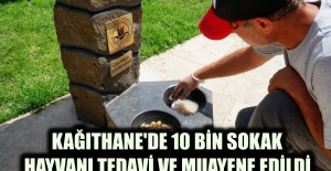 KAĞITHANE'DE 10 BİN SOKAK HAYVANI TEDAVİ VE MUAYENE EDİLDİ