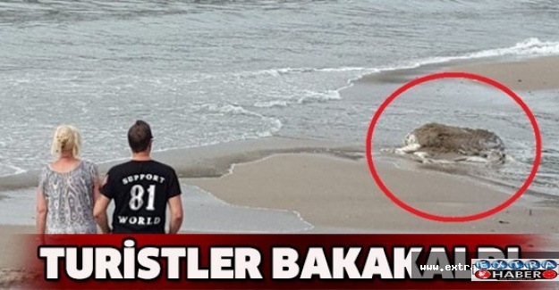 Turistler bakakaldı