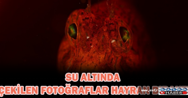 Su altında çekilen fotoğraflar hayran bıraktı