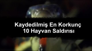 Hayvan Saldırıları