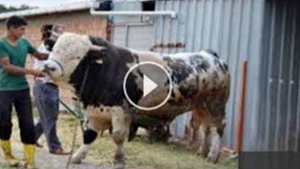 KURBAN EDİLECEK BOĞA ÖYLE BİŞEY YAPTI Kİ SUBHANALLAH..