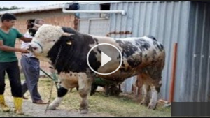 KURBAN EDİLECEK BOĞA ÖYLE BİŞEY YAPTI Kİ SUBHANALLAH..