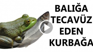 KURBAĞA BALIĞA TECAVÜZ ETTİ,  İLGİNÇ HABERLER